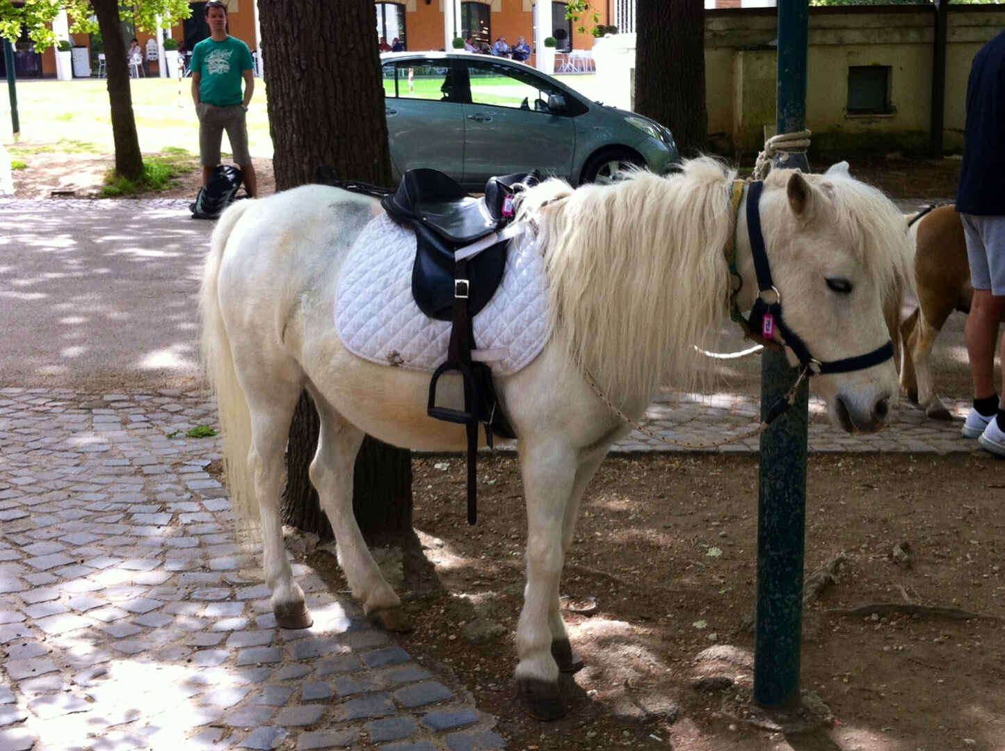 Häst villa borghese.JPG