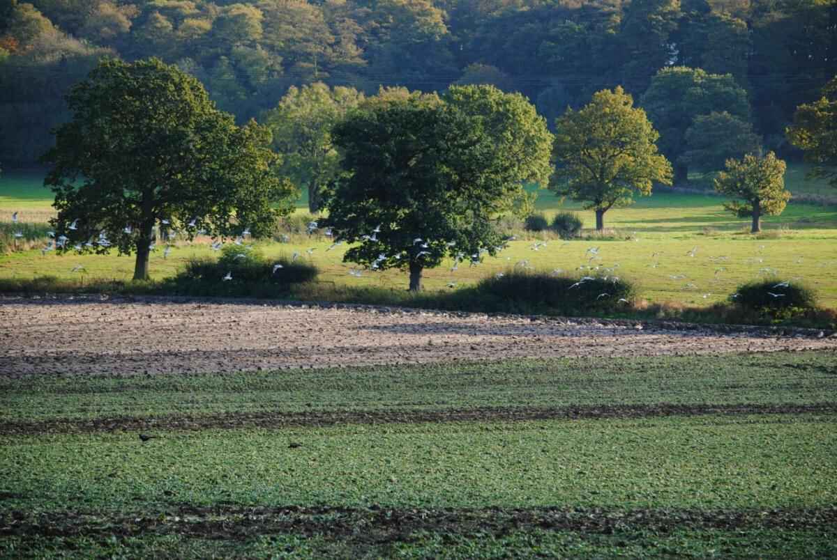 Trees
