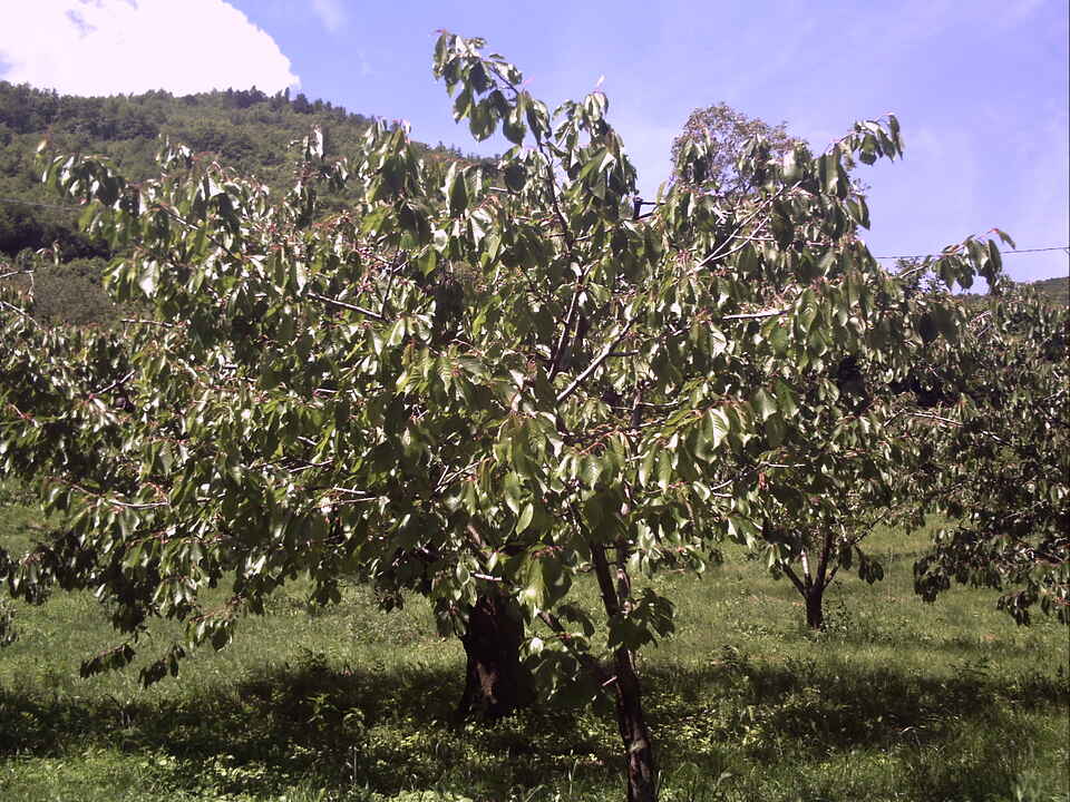 Kirsebærtræ i Molina