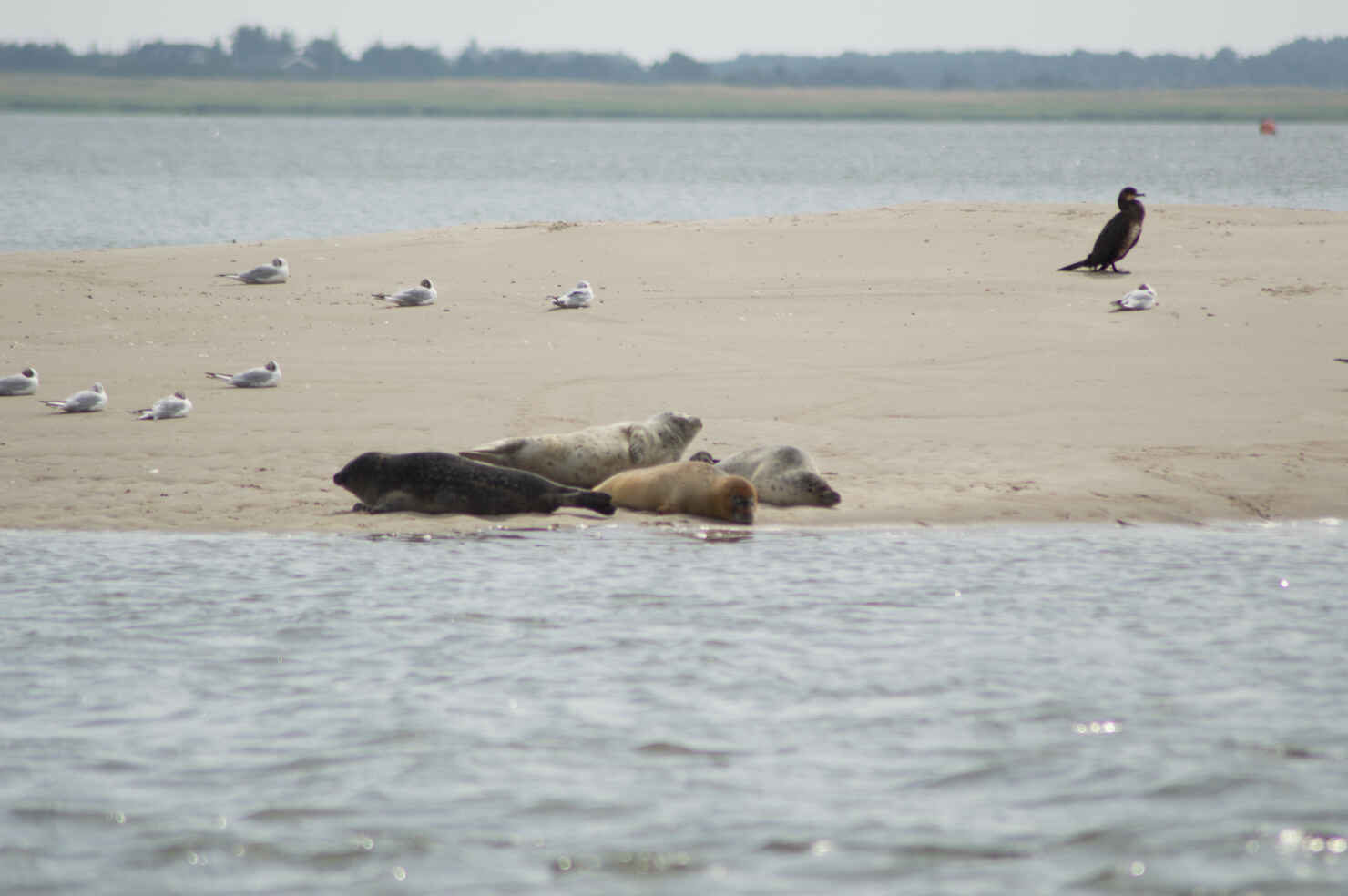 Fanø-2.jpg