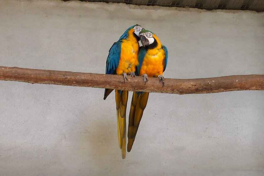 Danmarks Fugle Zoo.jpg
