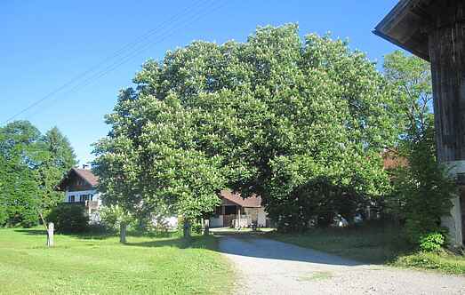 Farm house mh22797