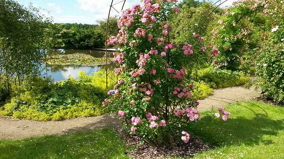 Laubjergs rosenhave