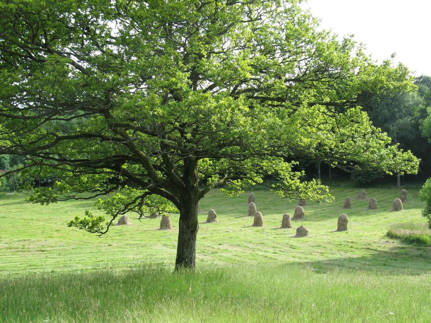 gunnebo05_gunnebo_hans_wretling.jpg