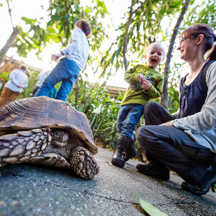 csm_Gaester_kigger_paa_sporeskildpadde_2_69c91124f3.jpg