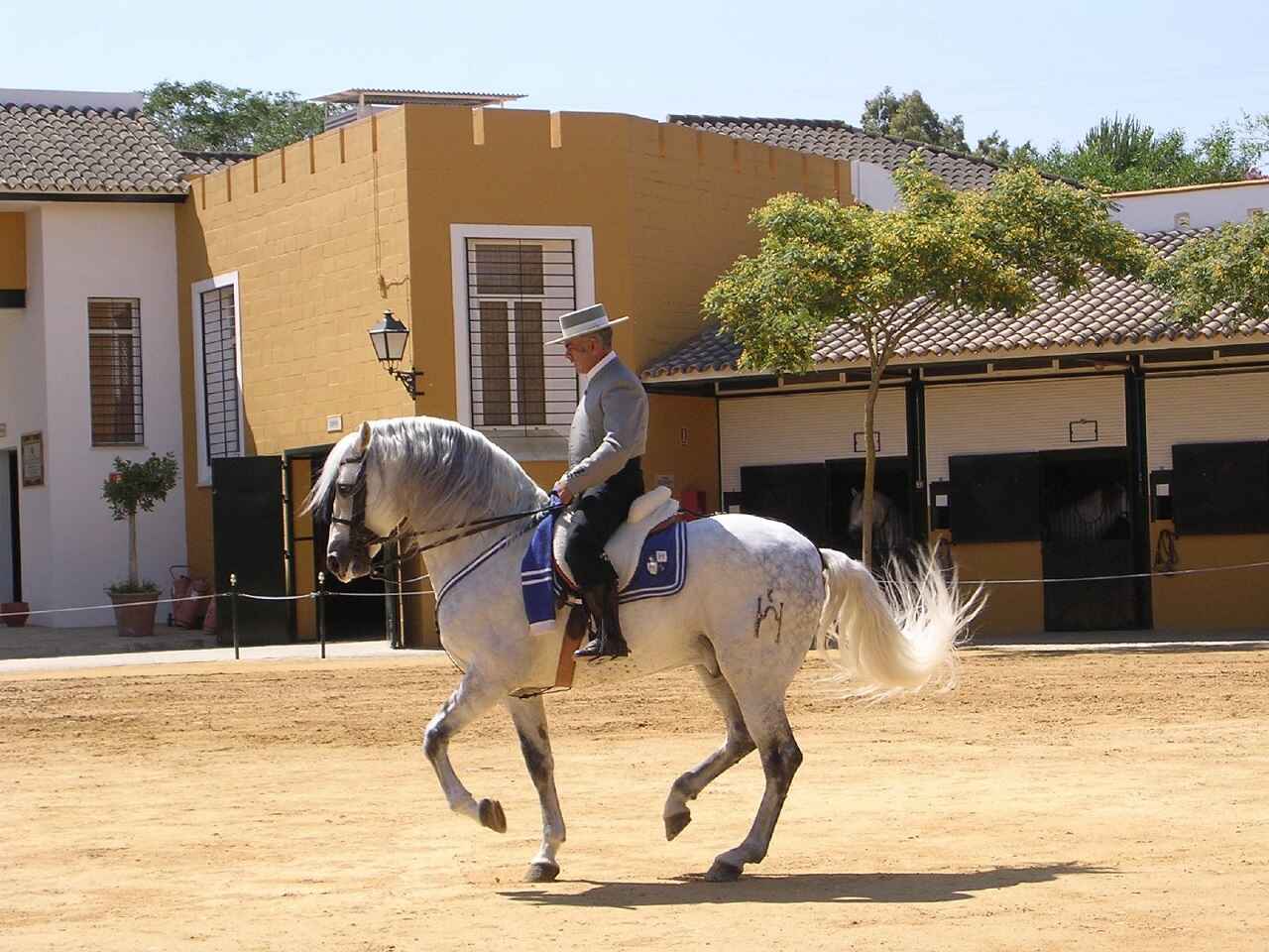 High School Dressage