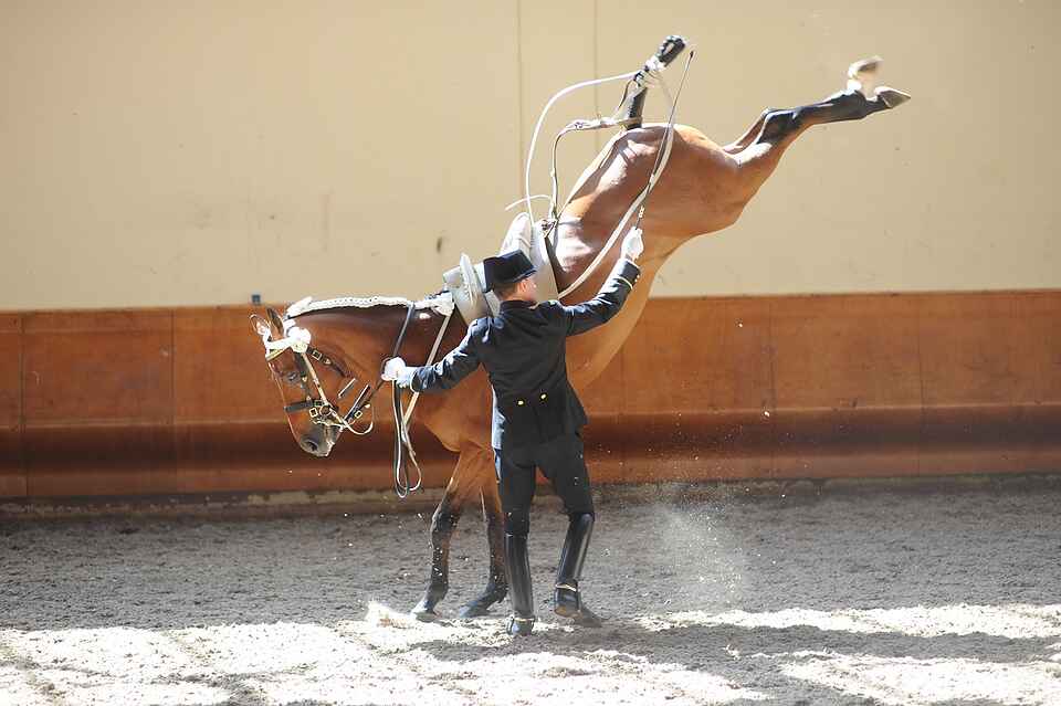 the Royal Andalusian School of Equestrian Art