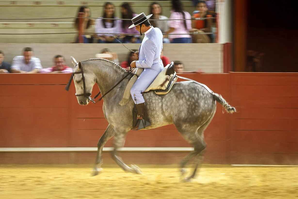 doma vaquera andalusian horse