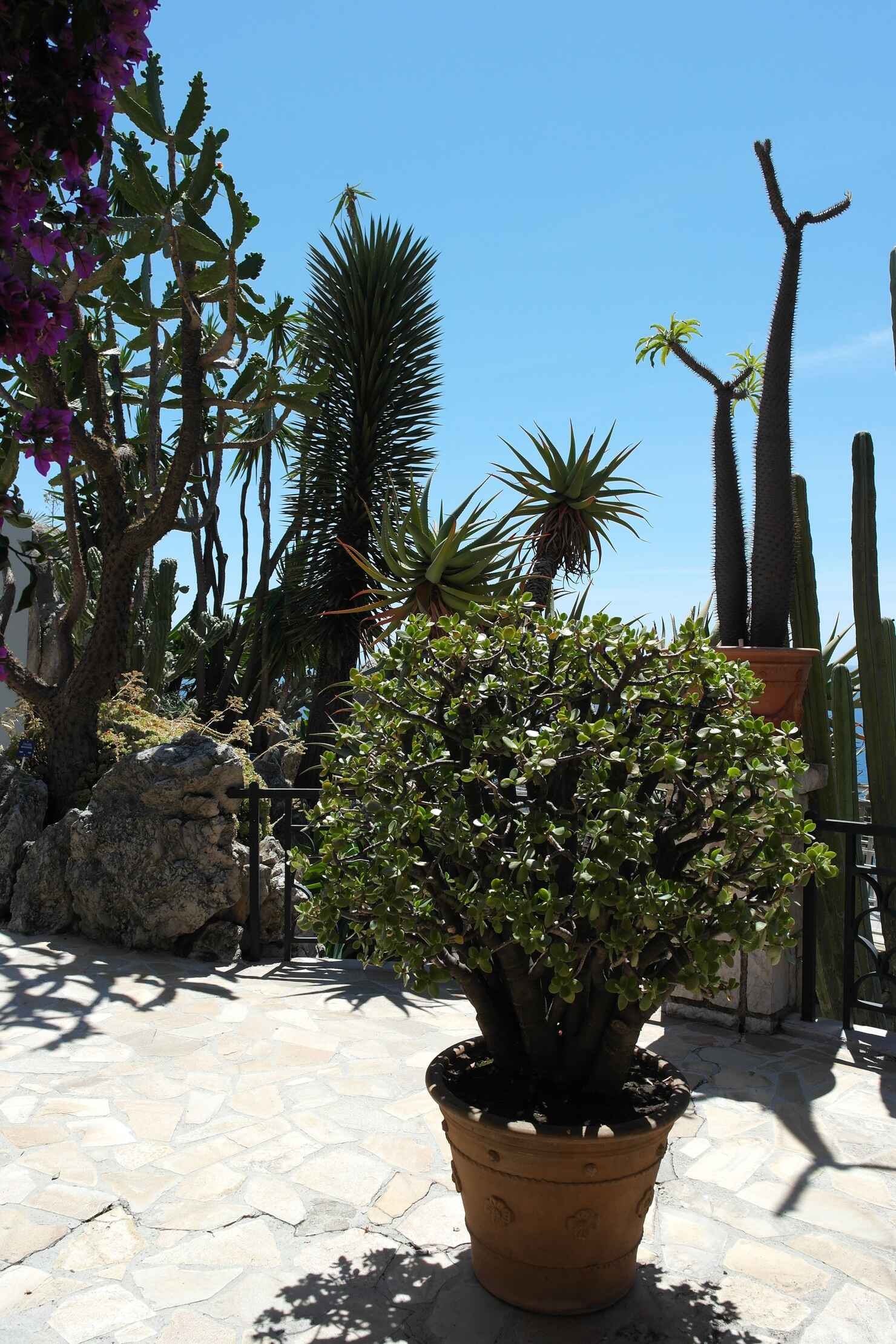 Jardin Exotique, Monaco