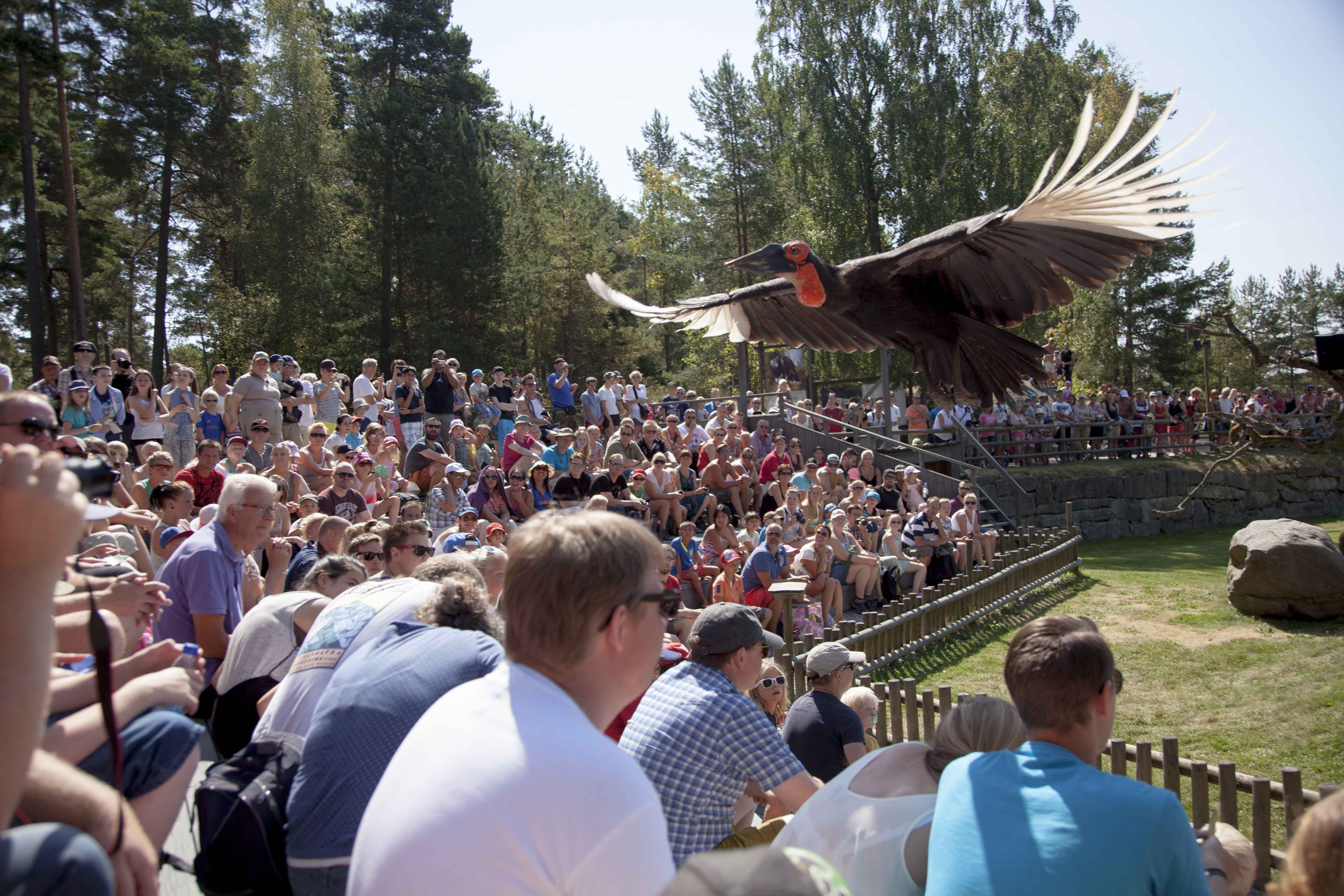 Kolmården-wings.JPG