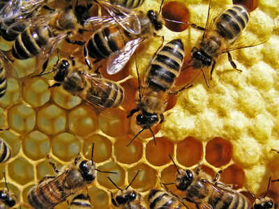 abeilles