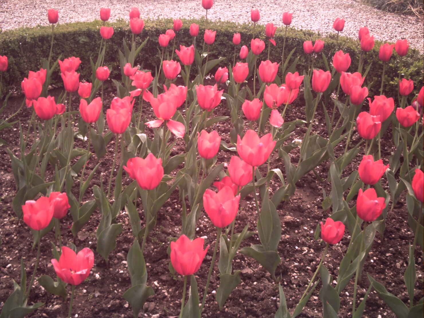 tulipaner i haven