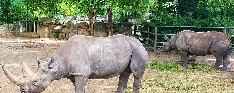 Berlin Zoo - en oplevelse for hele familien