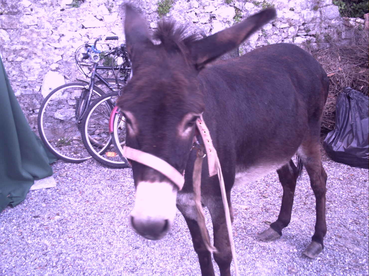 æsel