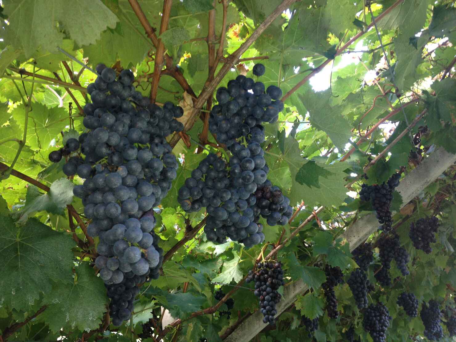 grapes ready for harvest