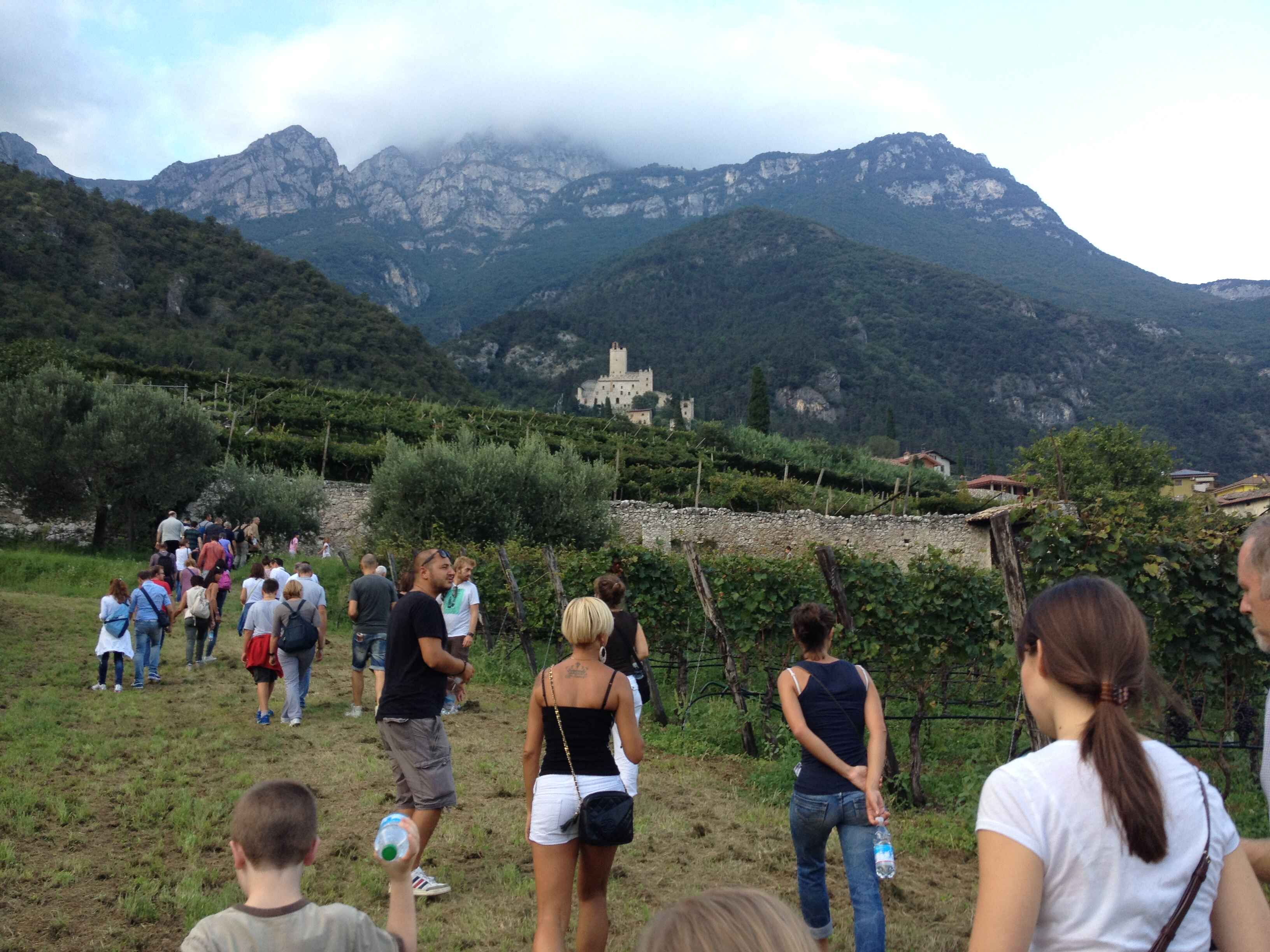 Walking through the vineyard