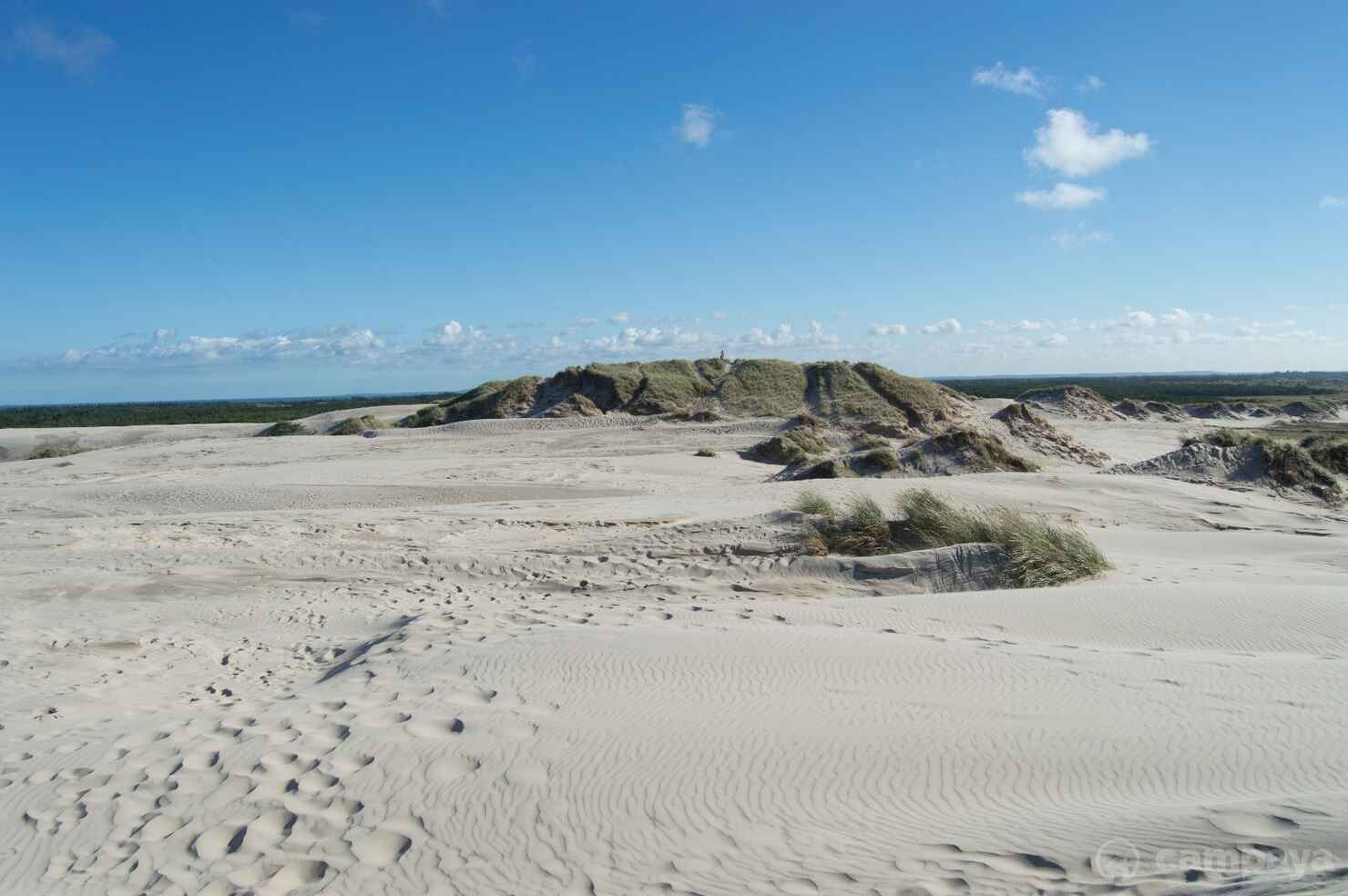 Råbjerg-mile-17.jpg