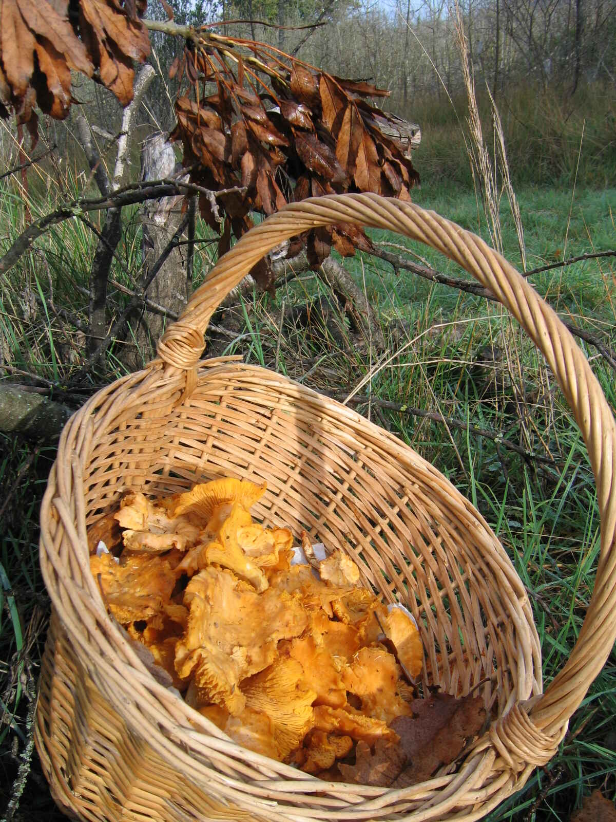 Kantareller