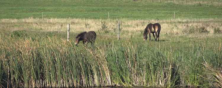 Die wilden Pferde auf Langeland