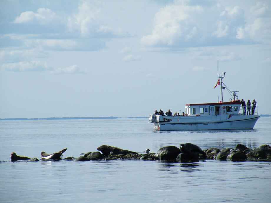 Læsø sejltur sæler Seadog