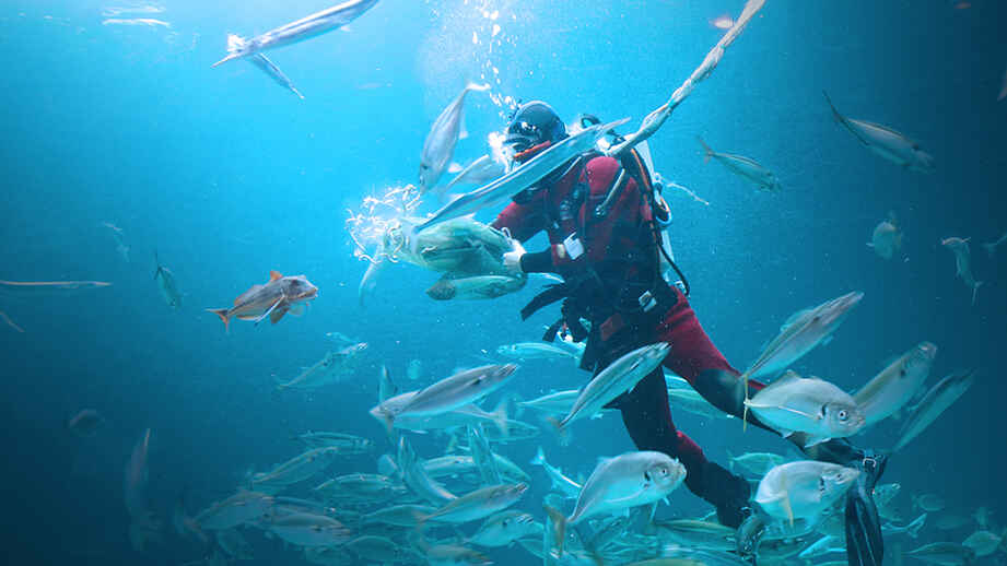 Nordsøen Oceanarium
