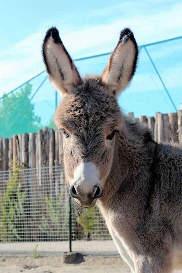 Munkholm Zoo Djursland