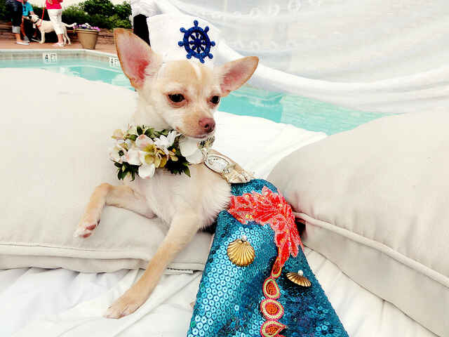 dog_marmaid